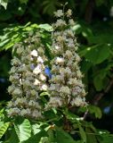 Aesculus hippocastanum. Соцветия. Брянская обл., г. Брянск, в культуре. 02.05.2024.