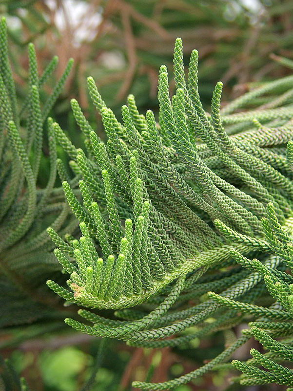 Image of Araucaria heterophylla specimen.