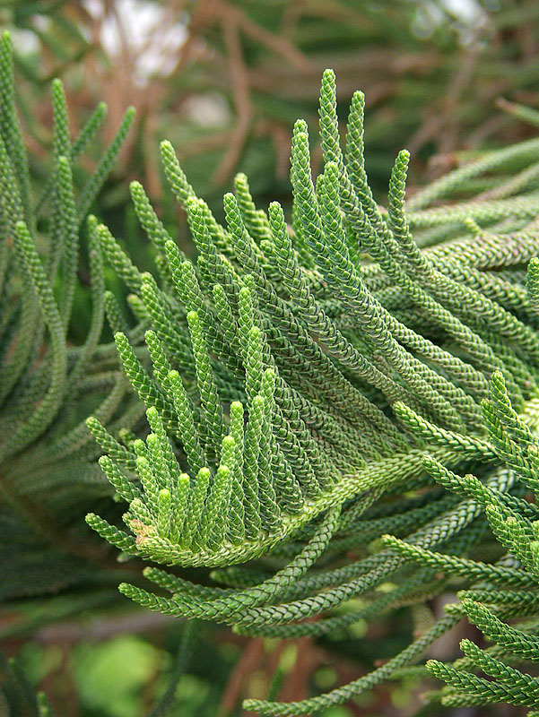 Изображение особи Araucaria heterophylla.