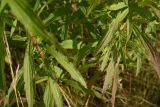 genus Solidago