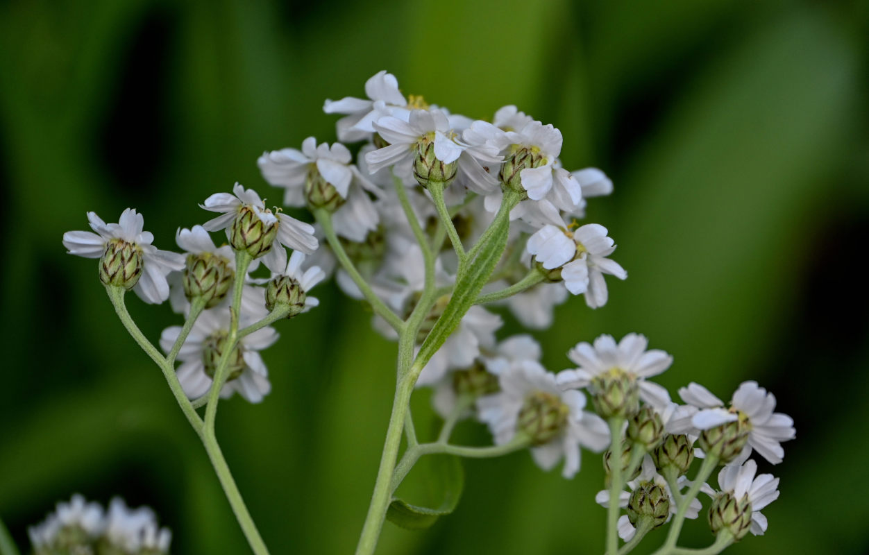 Image of Achillea cartilaginea specimen.