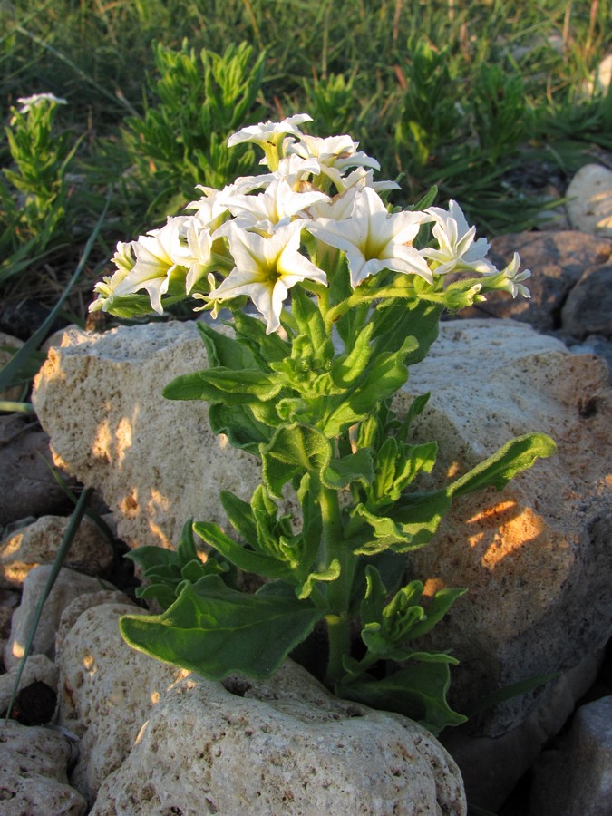 Image of Argusia sibirica specimen.