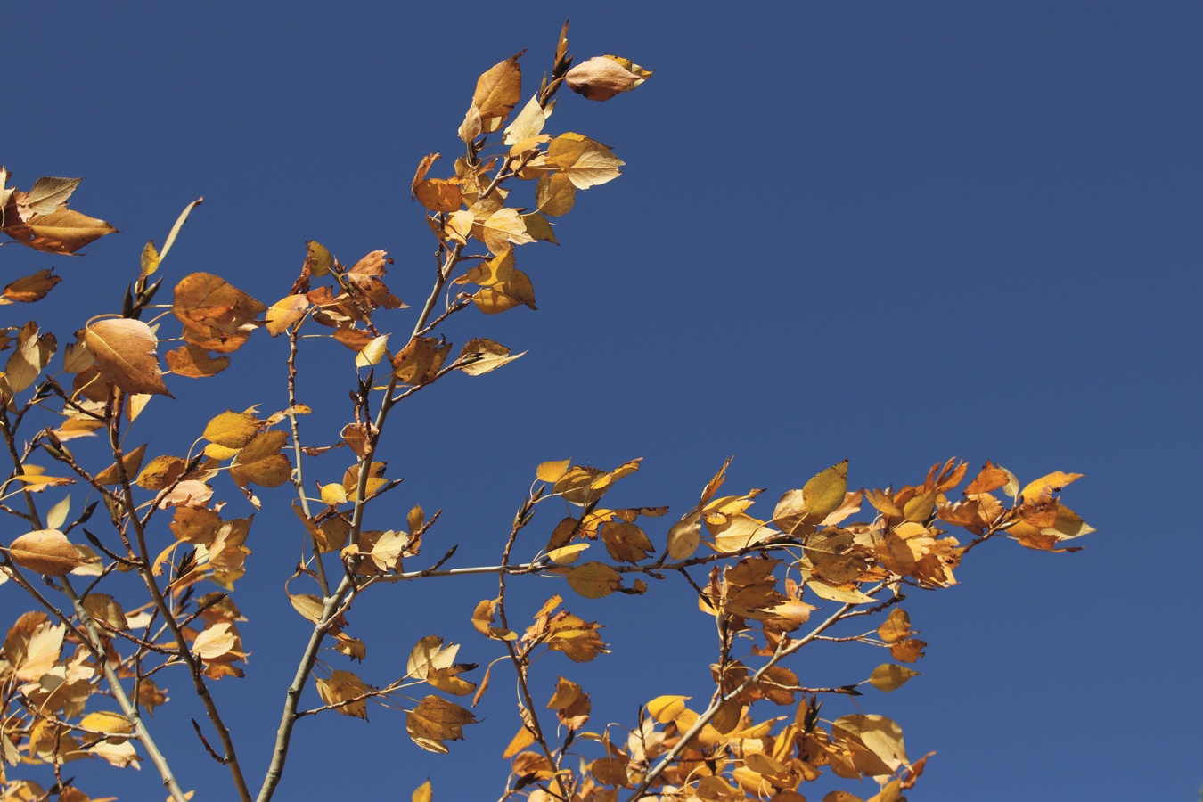 Image of Populus &times; sibirica specimen.