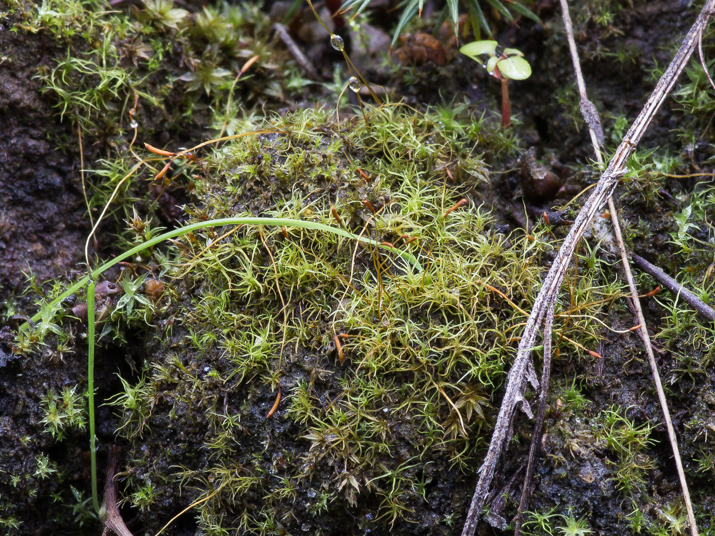 Image of Ditrichum cylindricum specimen.