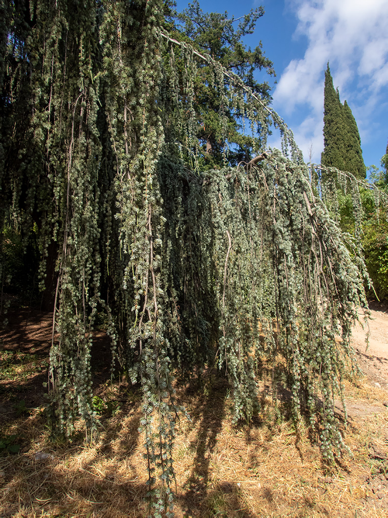 Image of Cedrus atlantica specimen.