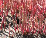 Salicornia perennans