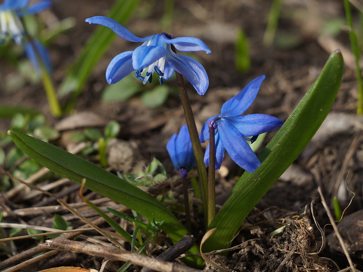 Изображение особи Scilla siberica.