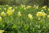 Primula macrocalyx