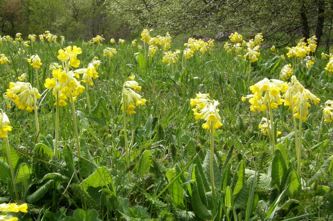 Изображение особи Primula macrocalyx.