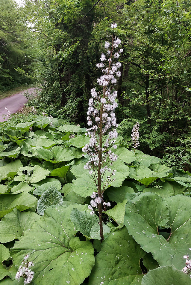 Изображение особи Petasites hybridus.