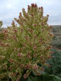 Rheum tataricum