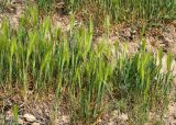 Hordeum leporinum