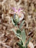 Acroptilon repens