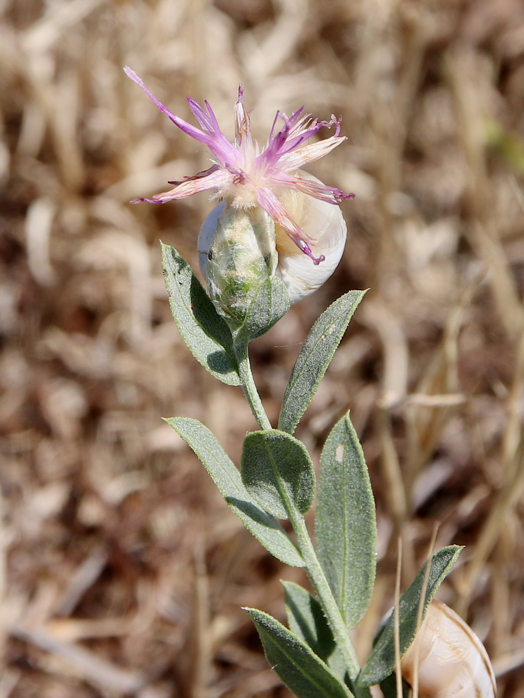 Image of Acroptilon repens specimen.