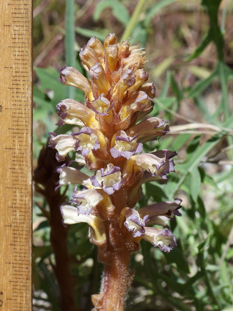 Image of Orobanche grenieri specimen.