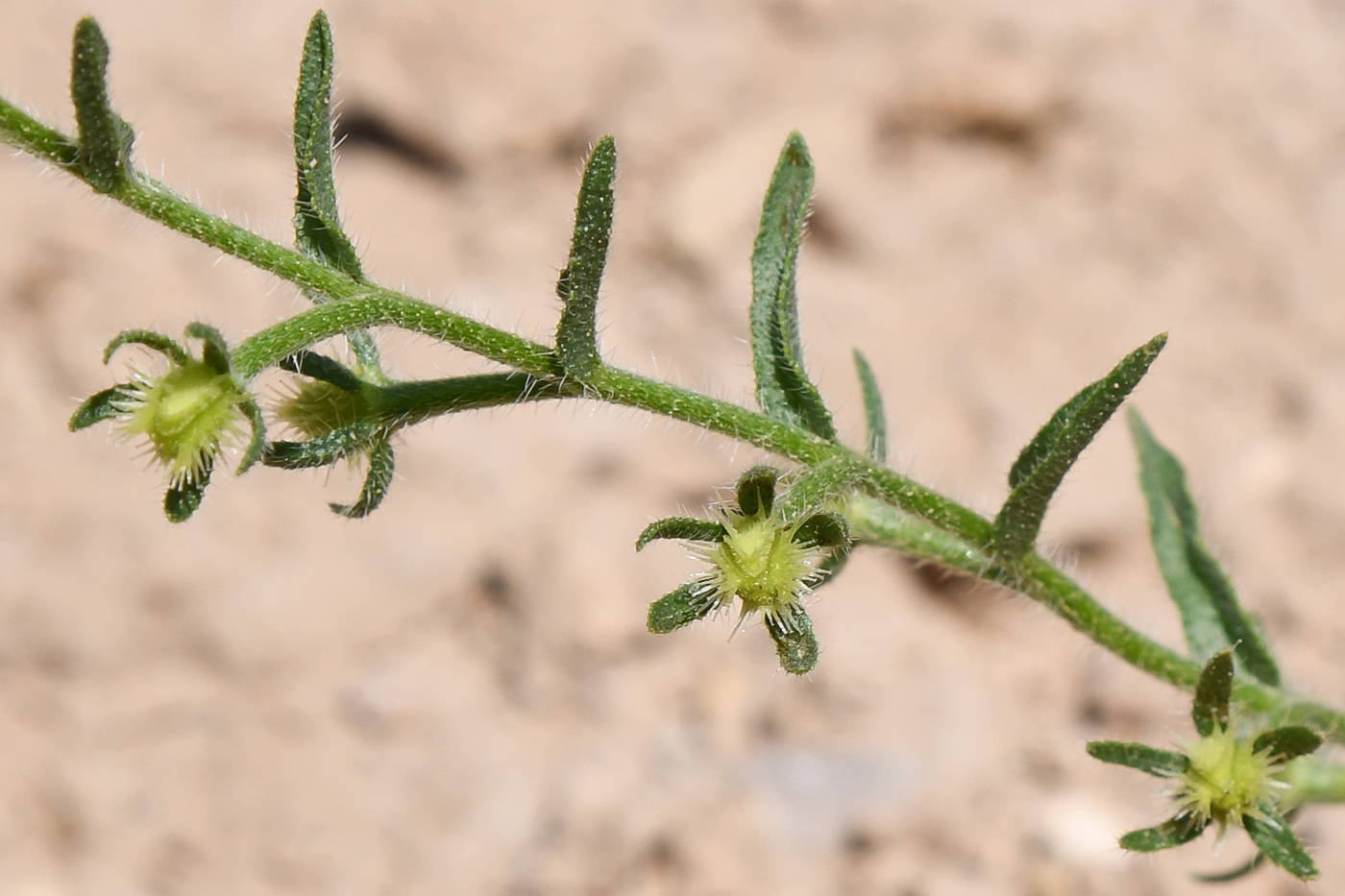 Image of genus Heterocaryum specimen.