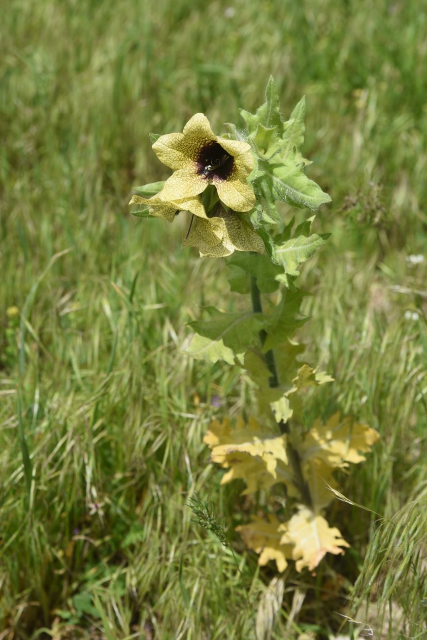 Image of Hyoscyamus niger specimen.