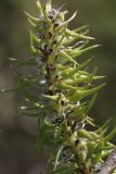 Salix cinerea. Часть соплодия. Беларусь, Витебская обл., пос. Езерище, сырой суходольный луг, опушка ивняка. 08.05.2025.