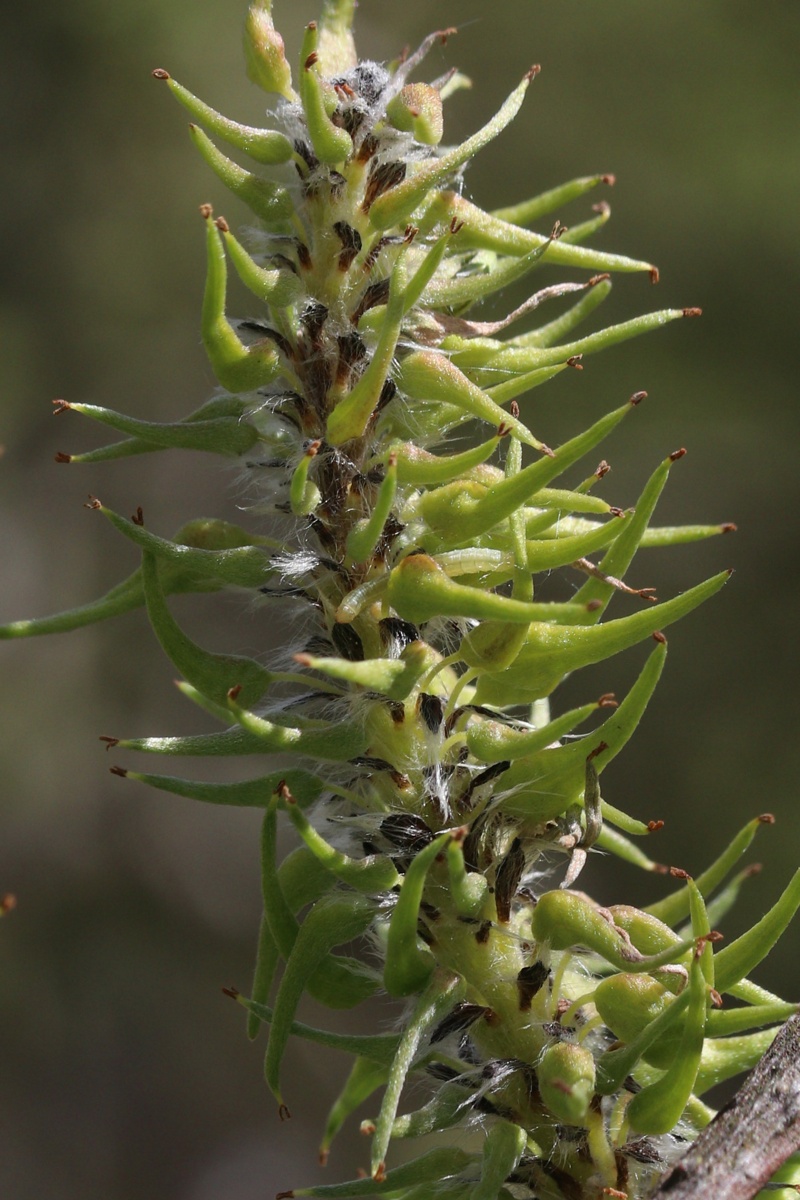 Image of Salix cinerea specimen.