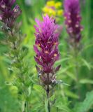 Melampyrum arvense