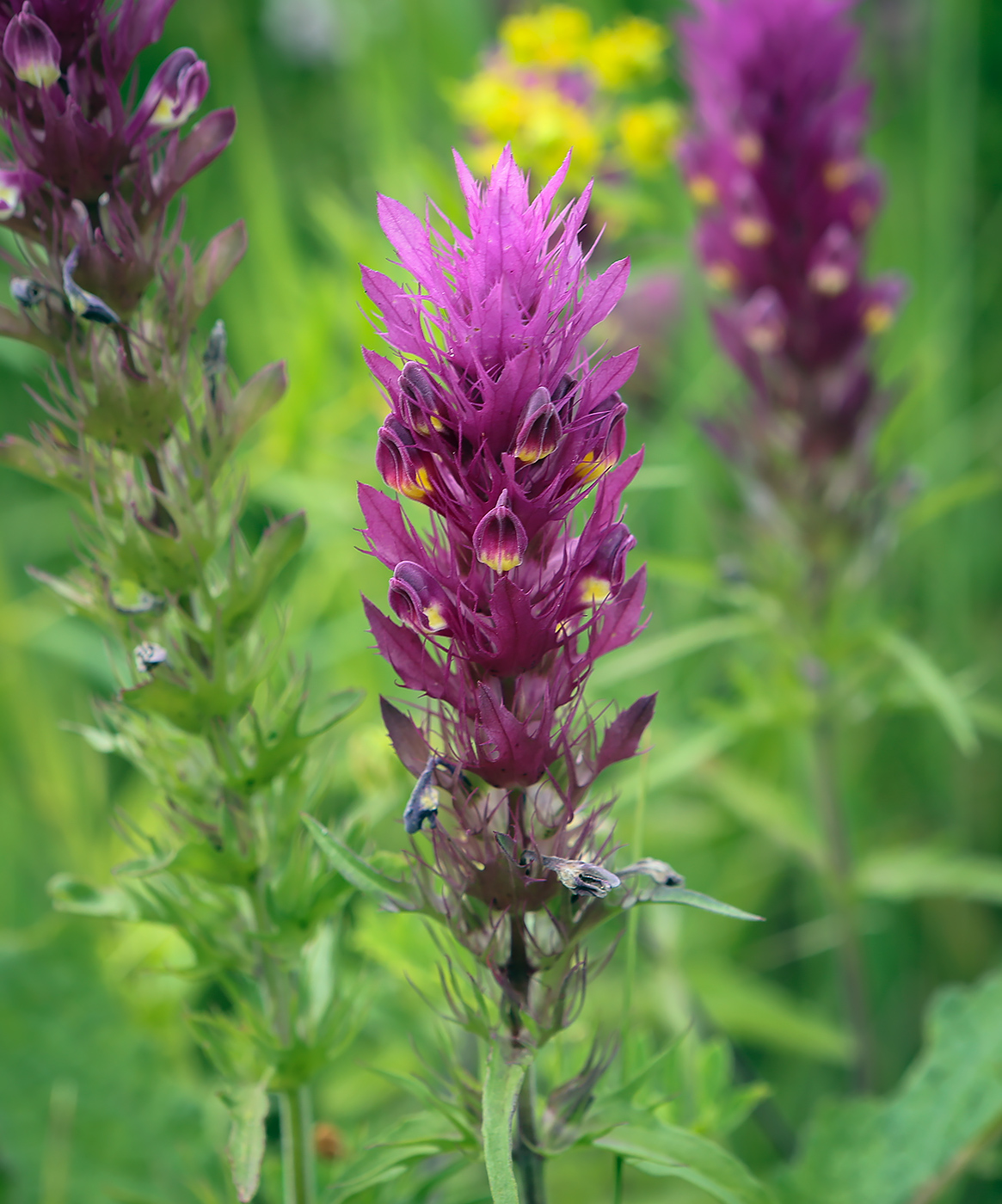 Image of Melampyrum arvense specimen.