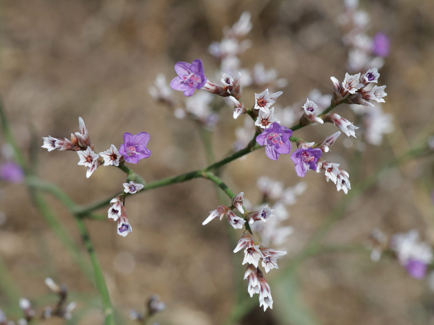 Image of Limonium sareptanum specimen.