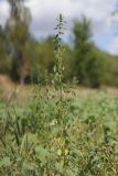 Chaiturus marrubiastrum