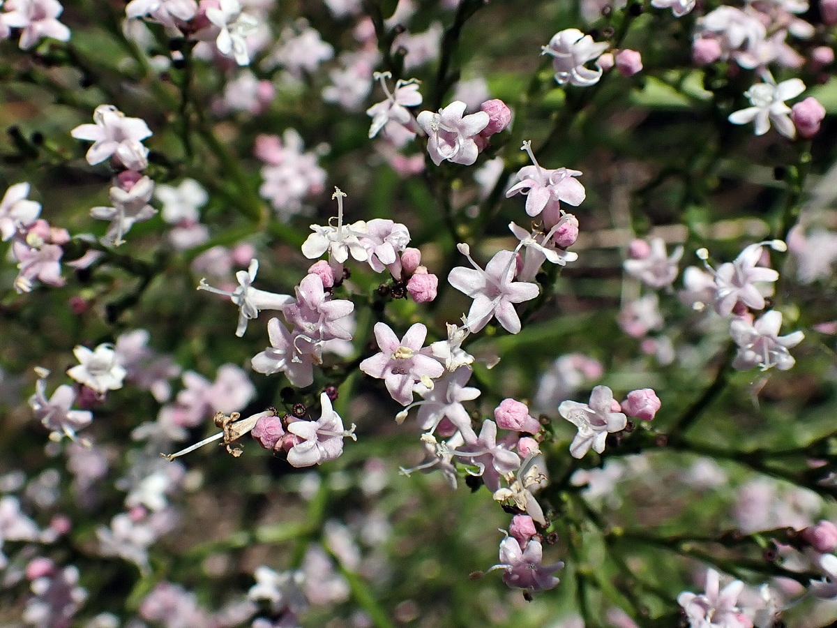 Image of Valeriana coreana specimen.