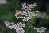 Coriandrum sativum. Соцветия с питающимися насекомыми. Московская обл., Раменский р-н, окр. дер. Хрипань, садовый участок. 14.07.2025.