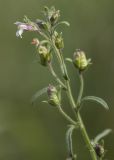 Chaenorhinum minus