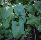 Cicerbita macrophylla