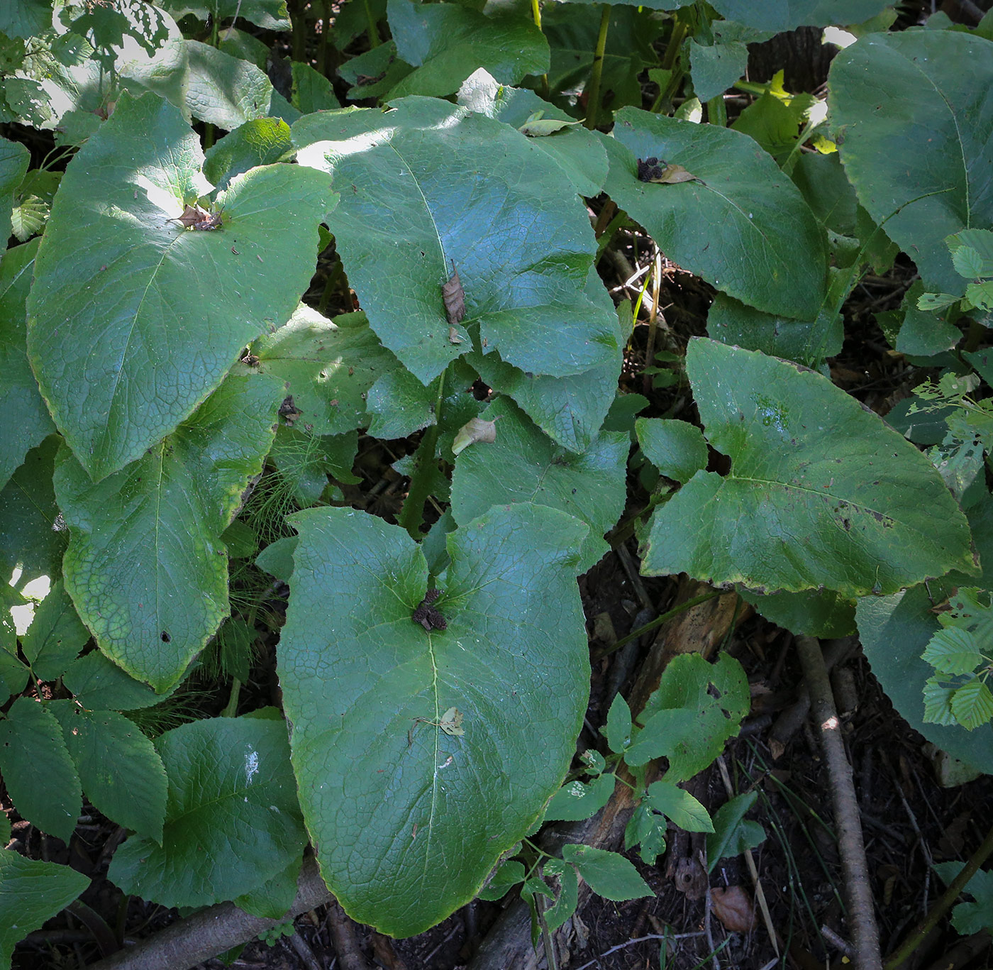 Image of Cicerbita macrophylla specimen.