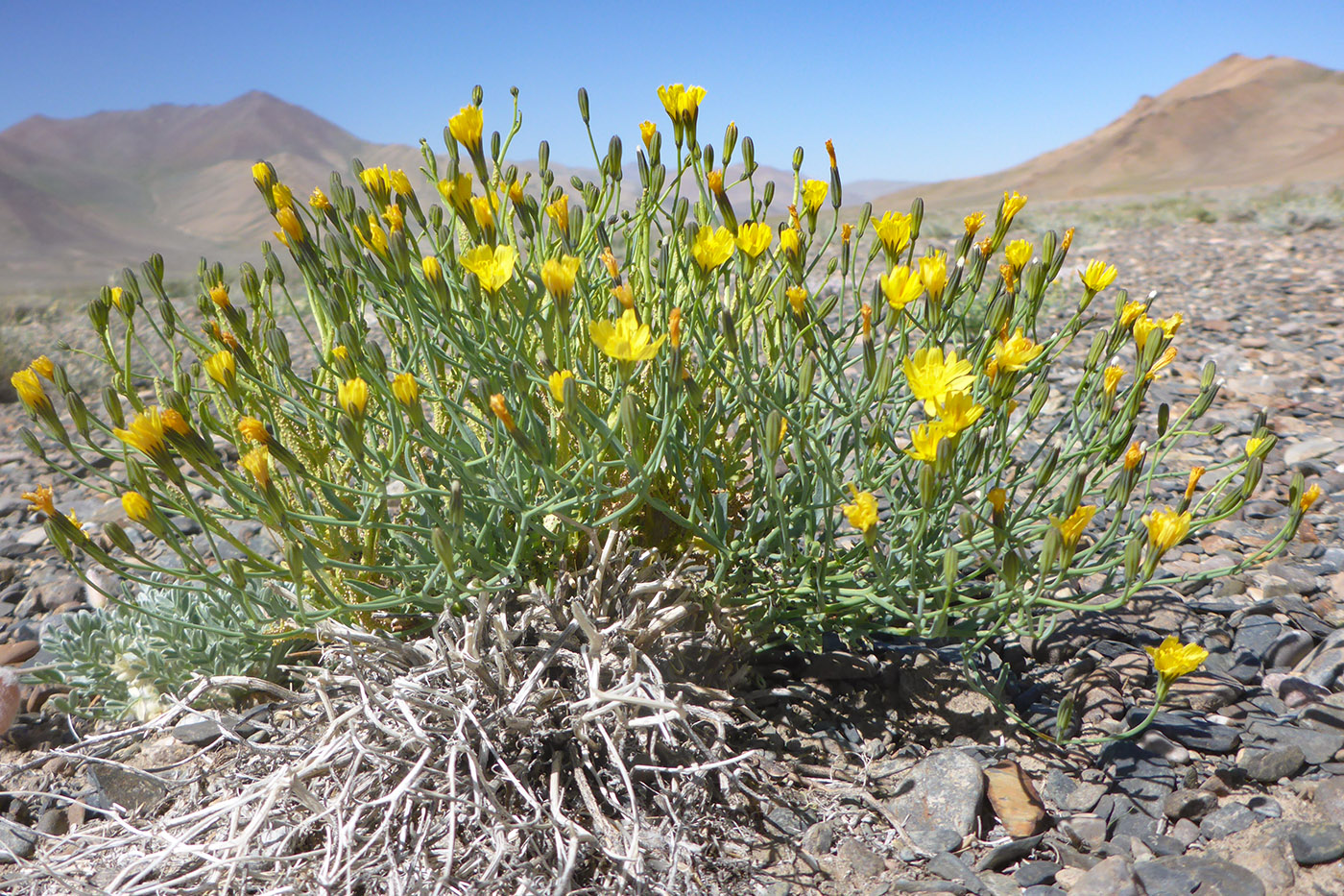 Image of Youngia tenuifolia specimen.