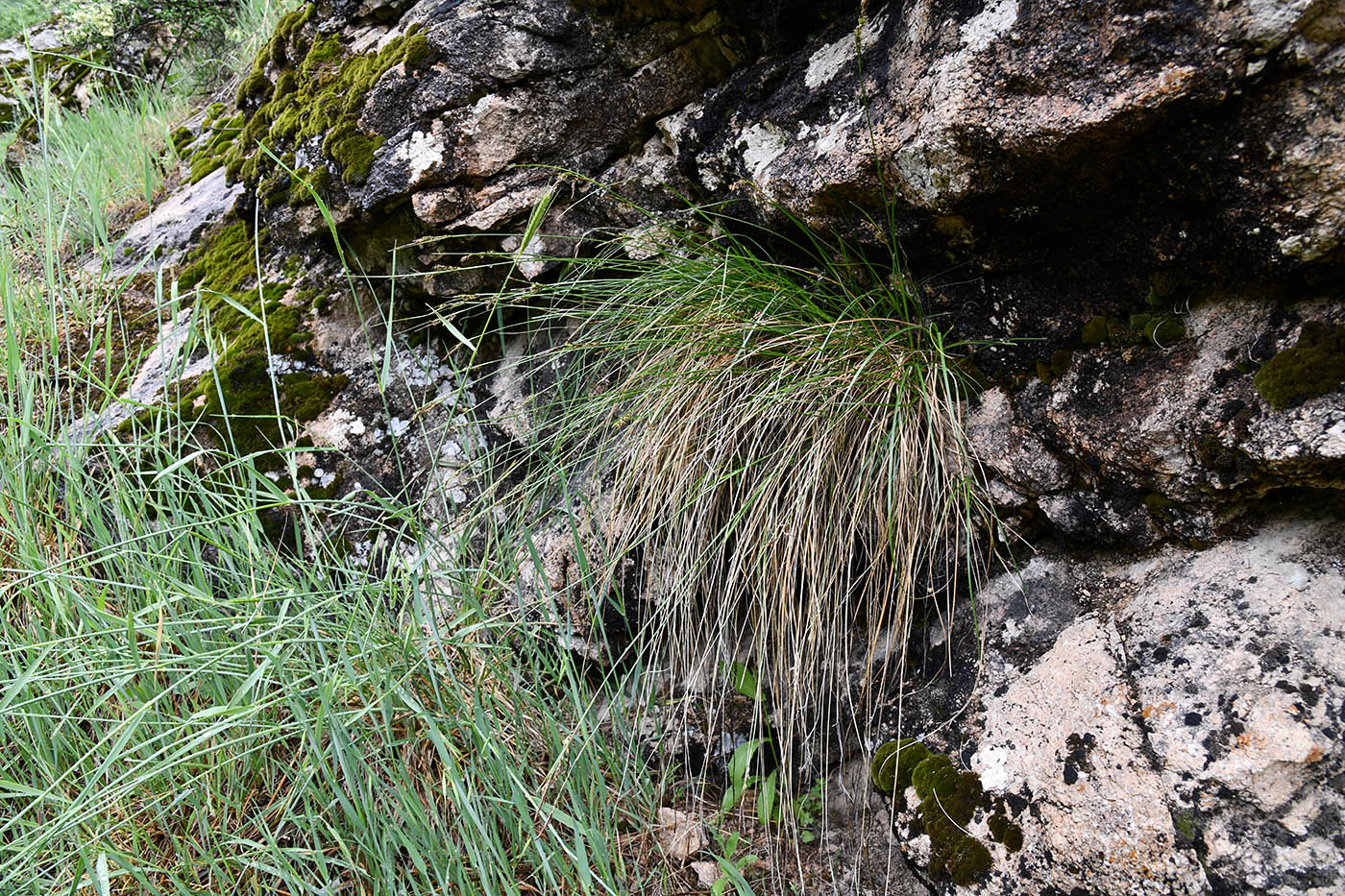 Image of Carex koshewnikowii specimen.