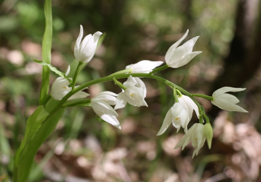 Image of Cephalanthera longifolia specimen.