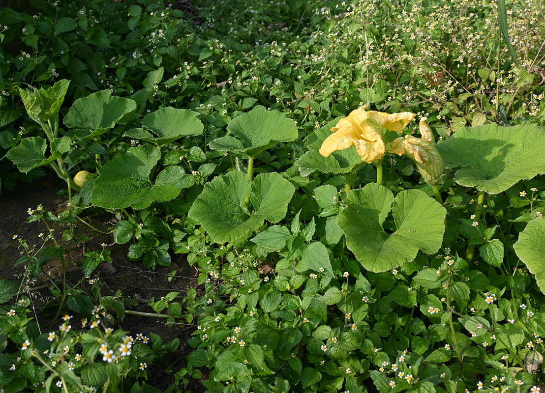 Изображение особи Cucurbita pepo.