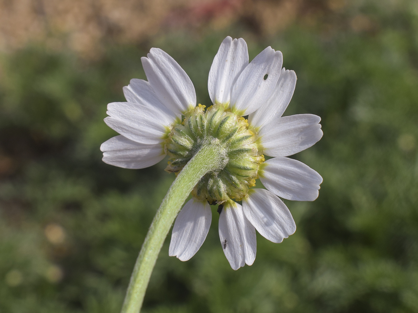 Изображение особи Anthemis arvensis.
