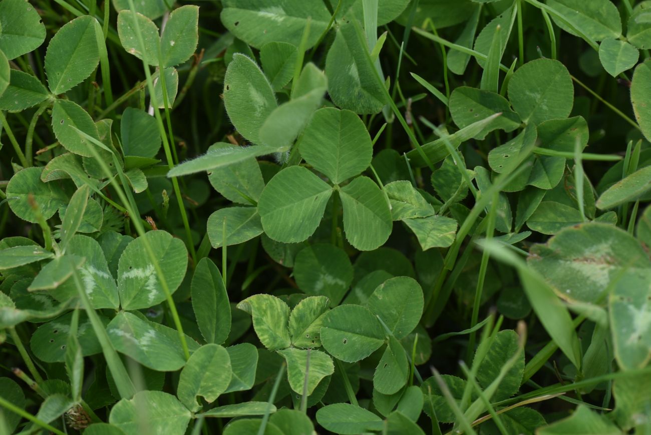 Image of Trifolium hybridum specimen.