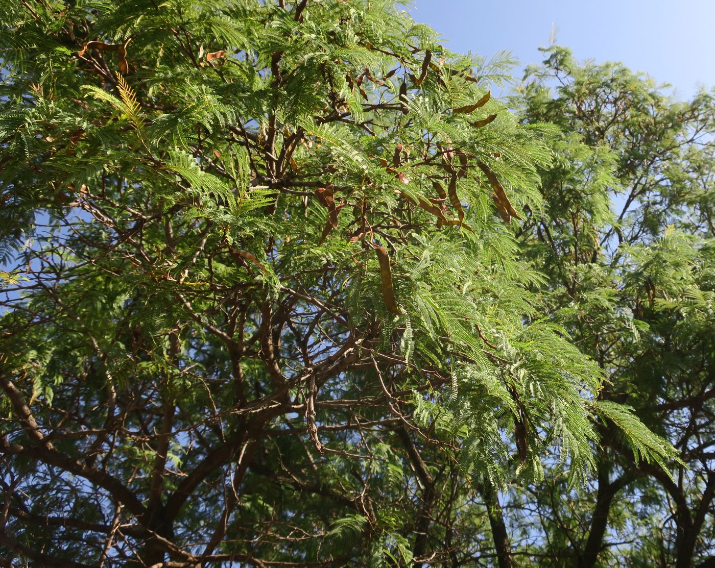 Изображение особи семейство Fabaceae.