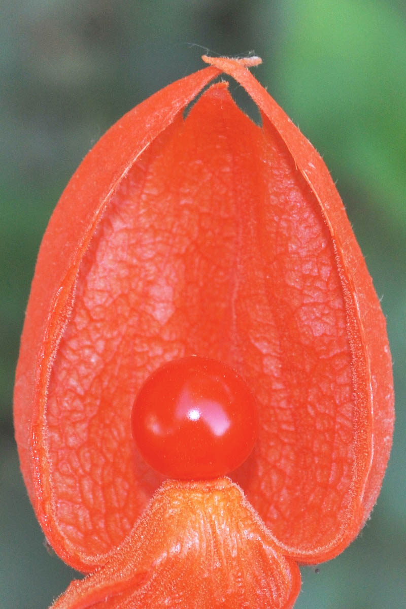 Изображение особи Alkekengi officinarum.