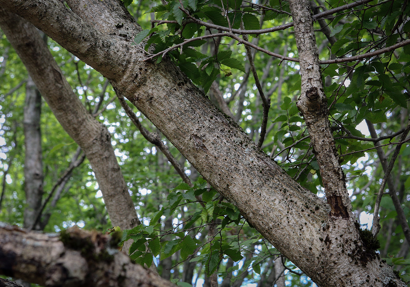 Изображение особи Vernicia fordii.