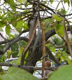 род Catalpa. Раскрывшиеся плоды. Дагестан, г. Махачкала, уличное озеленение. 06.05.2025.