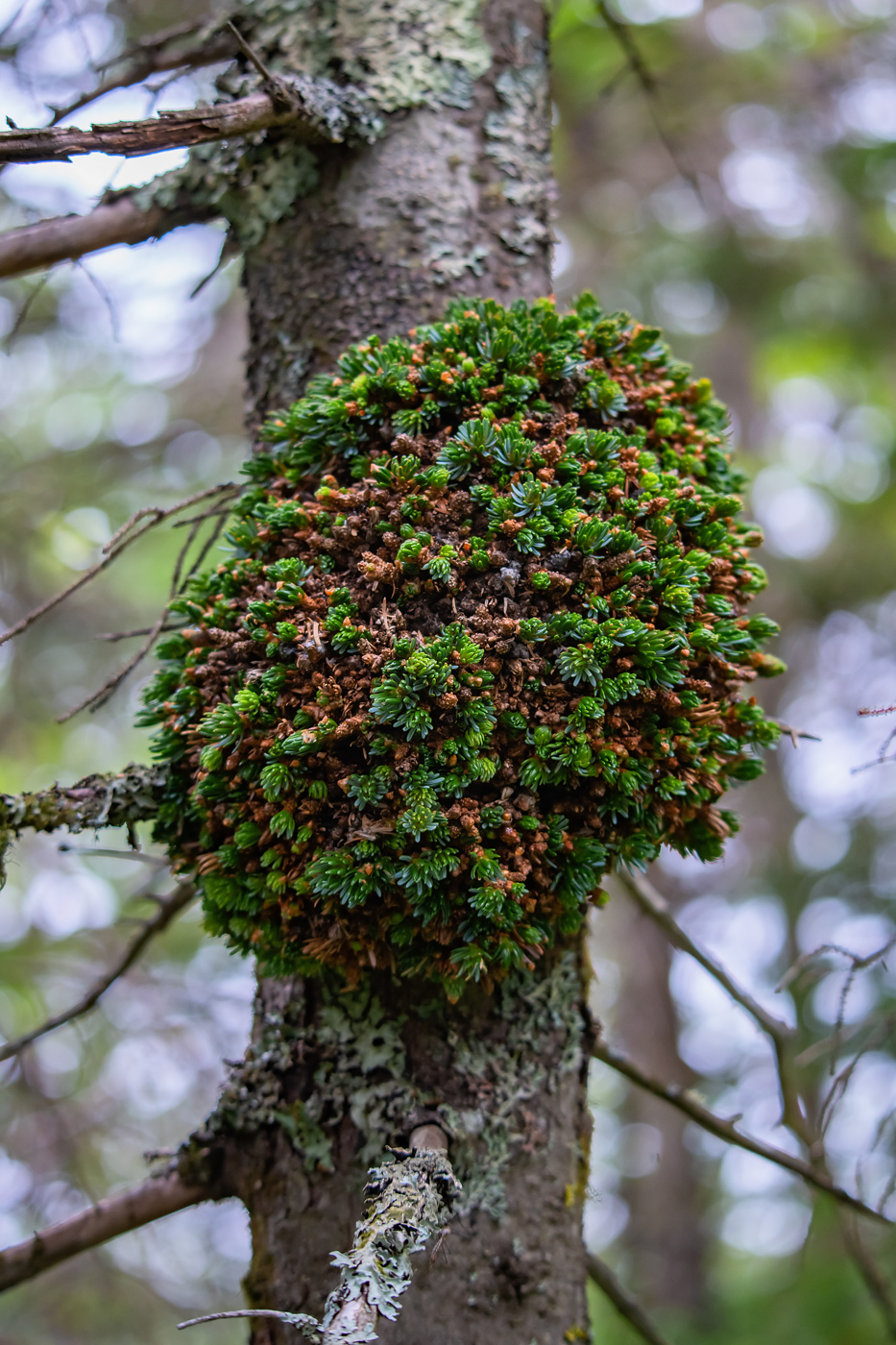 Image of Abies nephrolepis specimen.