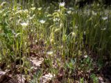 Cerastium brachypetalum подвид tauricum. Цветущие растения. Крым, окр. г. Судак, северный склон горы Перчем, дубово-грабовый лес, возле грунтовой дороги. 23.04.2025.