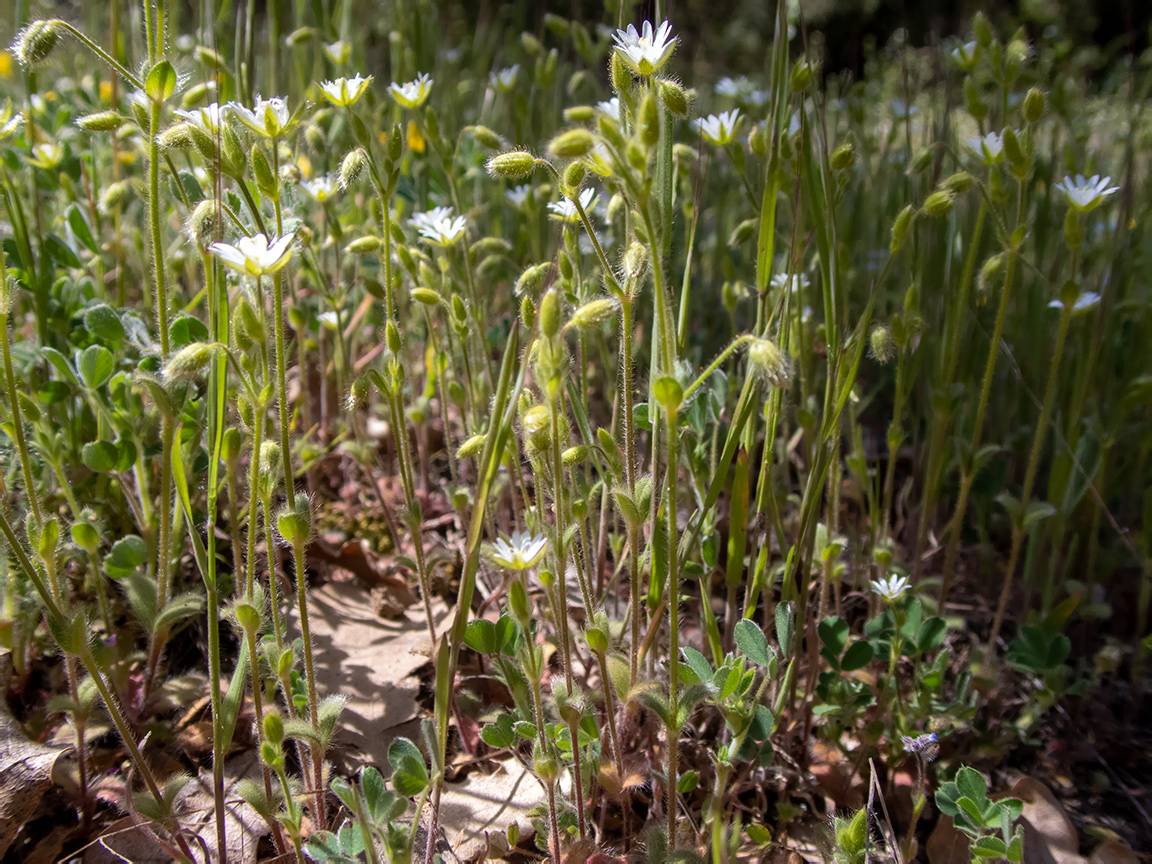 Изображение особи Cerastium brachypetalum ssp. tauricum.