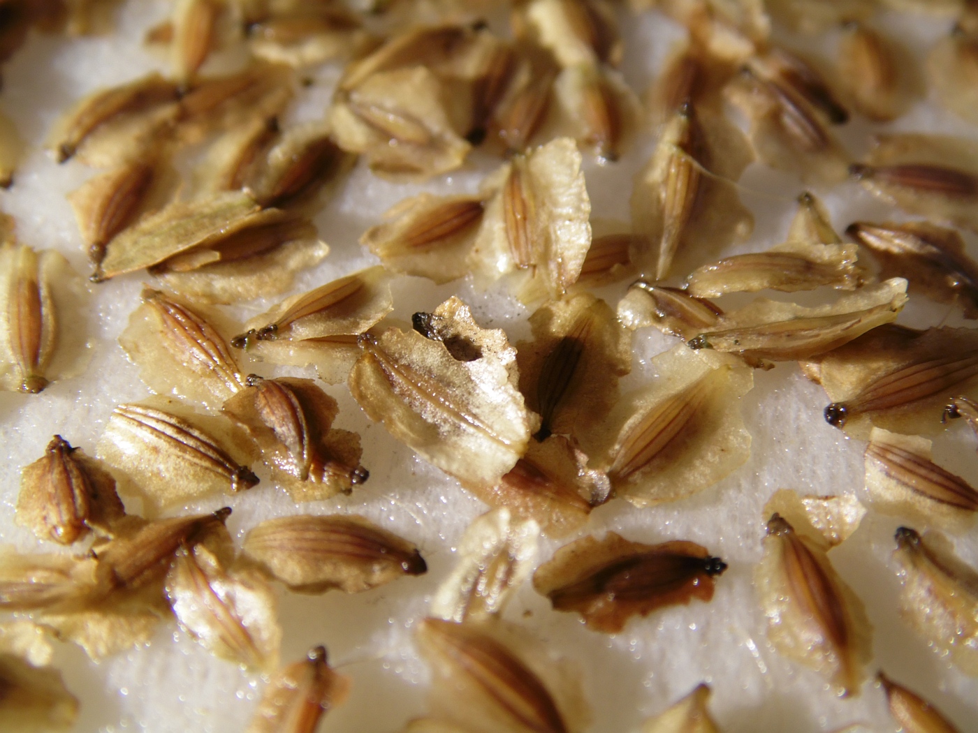 Image of familia Apiaceae specimen.