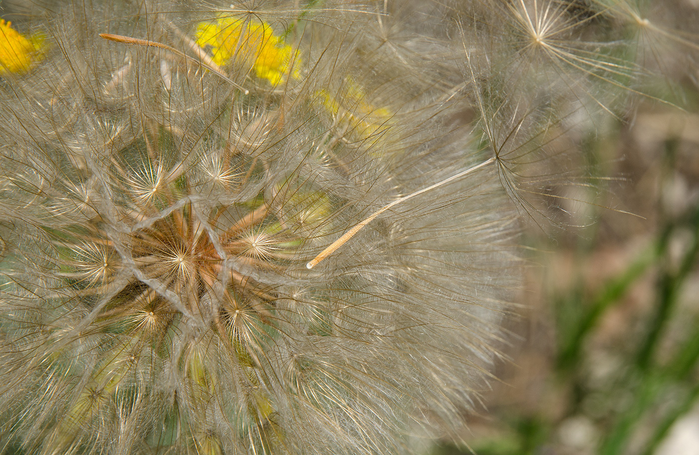 Изображение особи род Scorzonera.