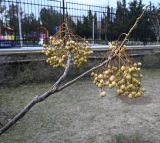 Melia azedarach. Ветвь с соплодиями. Крым, Евпатория, санаторий \"Планета\", озеленение территории. 09.01.2026.