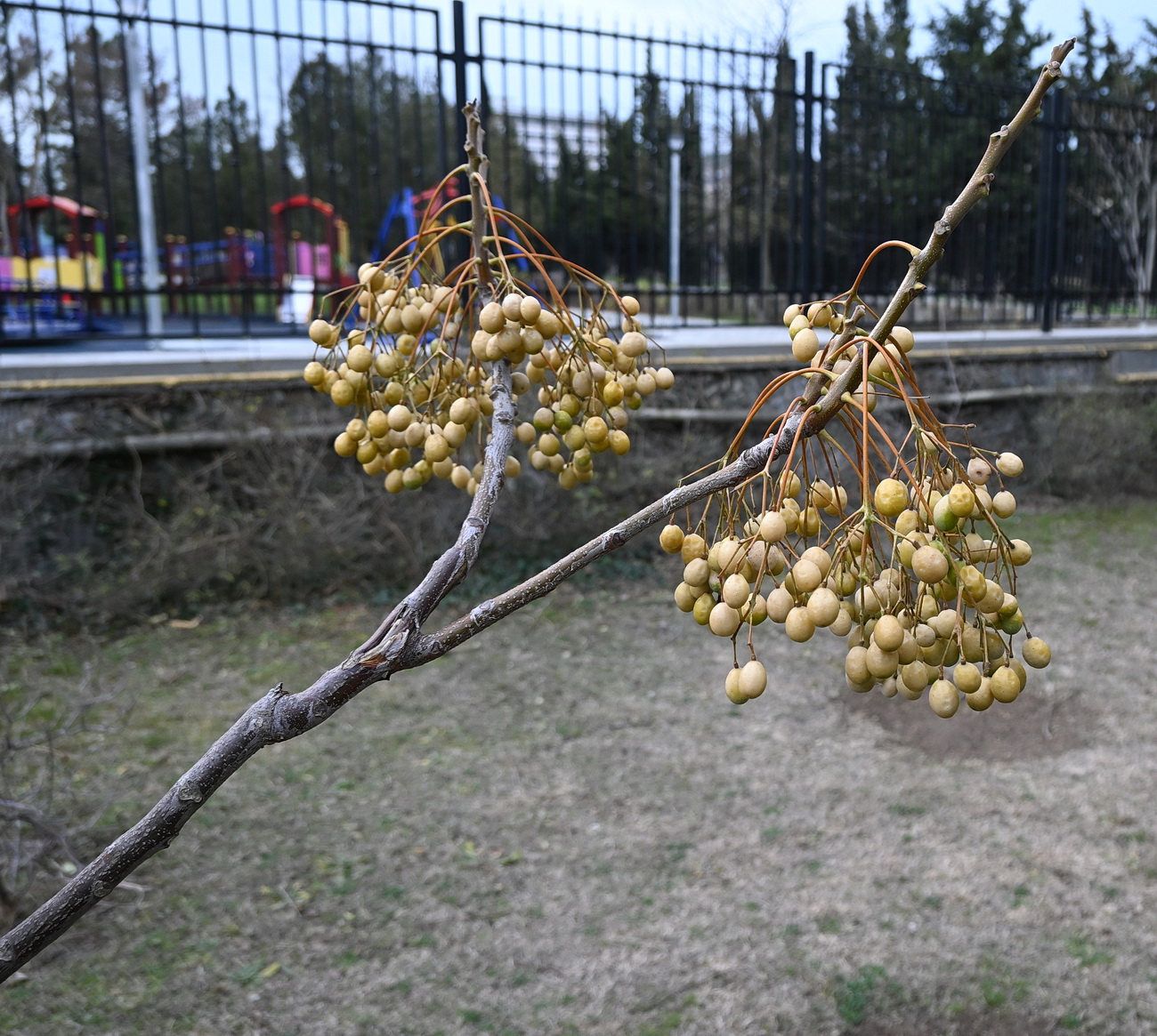 Изображение особи Melia azedarach.