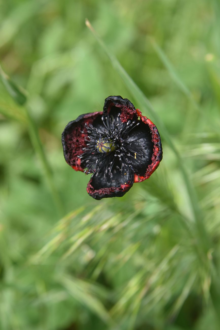 Изображение особи род Papaver.